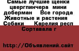 Самые лучшие щенки цвергпинчера (мини доберман) - Все города Животные и растения » Собаки   . Карелия респ.,Сортавала г.